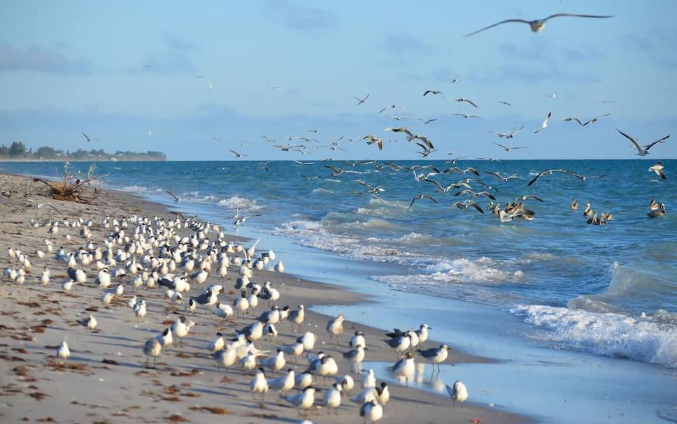 Playa Foto